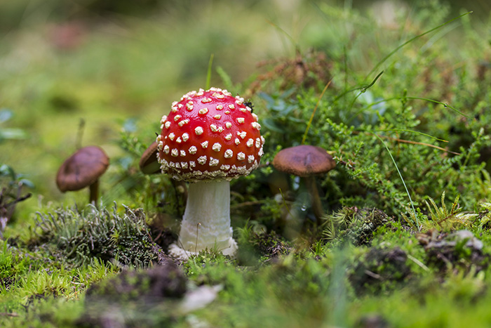 Poisonous mushroom